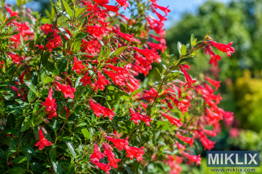 Healthy red tubular Cuphea flowers blooming among glossy green leaves in a sunlit summer garden, with softly blurred greenery in the background. Healthy red tubular Cuphea flowers blooming among glossy green leaves in a sunlit summer garden, with softly blurred greenery in the background.
