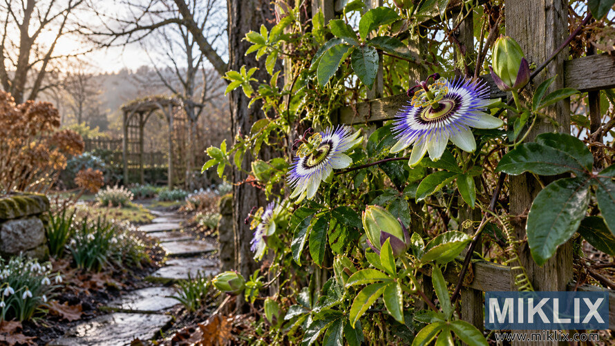 Passionflower vine with fresh green leaves, buds and purple-white blooms climbing a weathered wooden trellis beside a wet garden path in early spring. Passionflower vine with fresh green leaves, buds and purple-white blooms climbing a weathered wooden trellis beside a wet garden path in early spring.