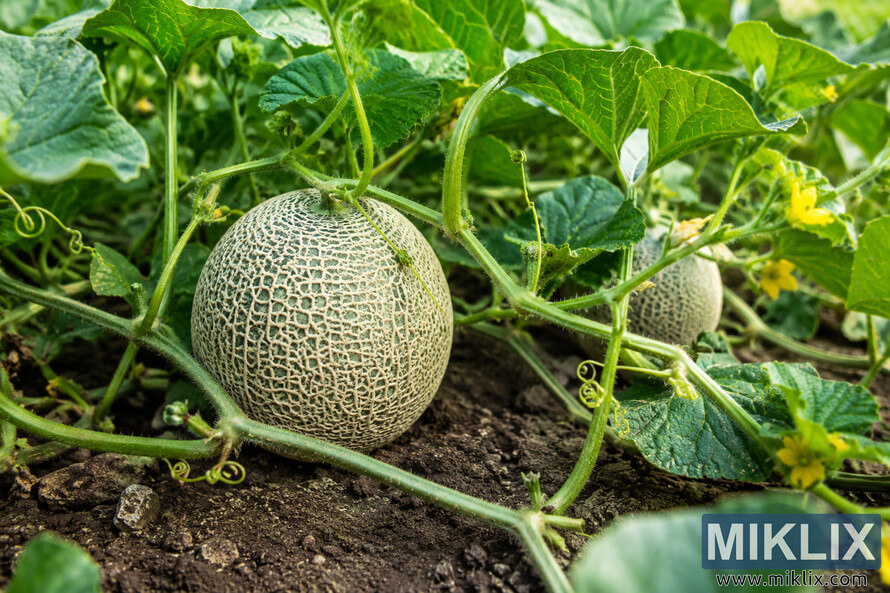 Close-up landscape photo of a healthy cantaloupe plant growing in rich garden soil, featuring sprawling green vines, textured leaves, yellow blossoms, curling tendrils, and developing cantaloupe fruit under natural sunlight.