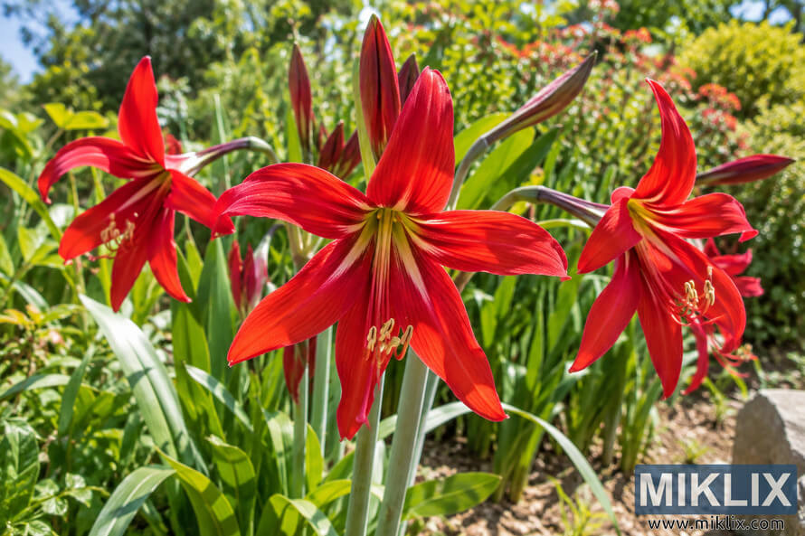 Close-up of vivid red Aztec lily flowers and buds among long green leaves in a brightly sunlit garden. Close-up of vivid red Aztec lily flowers and buds among long green leaves in a brightly sunlit garden.