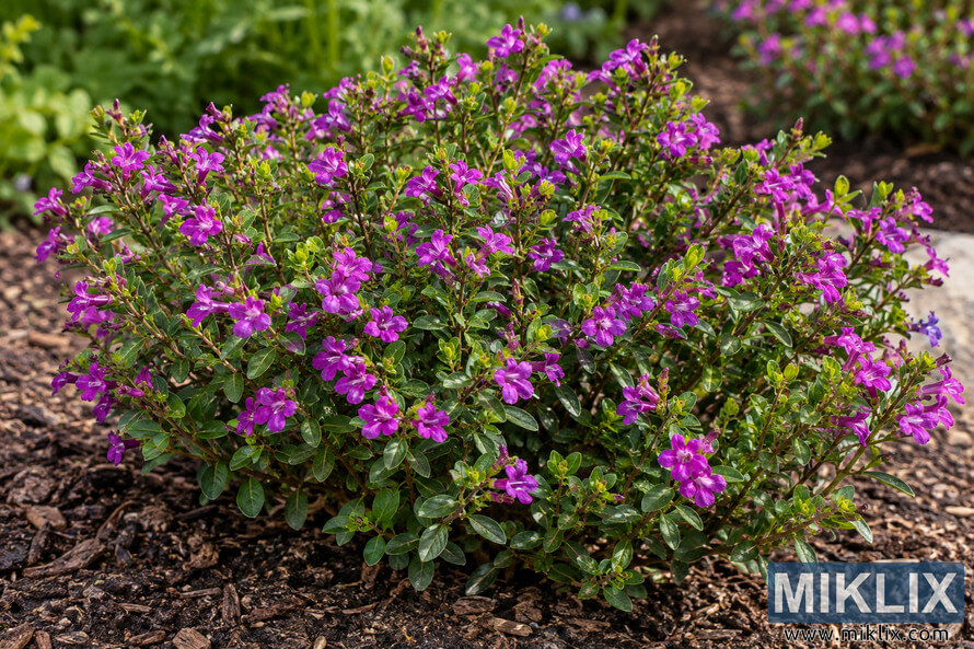 Compact, densely branched cuphea covered in vivid purple flowers and green leaves in a mulched garden bed. Compact, densely branched cuphea covered in vivid purple flowers and green leaves in a mulched garden bed.