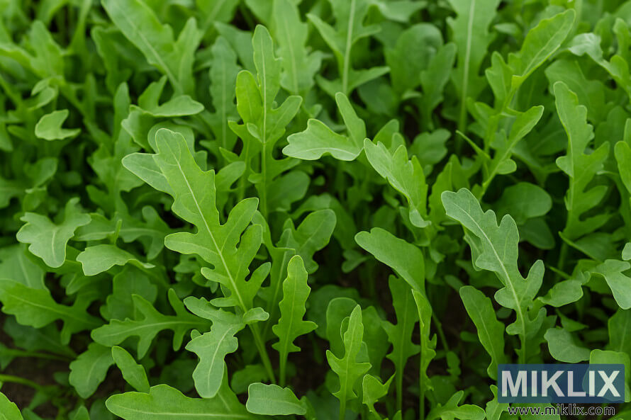 á¥áá»á¬ááºáá¼á±áá®áá½á¾á¬áá½ááº áá¼á®á¸áá½á¬á¸áá±áá±á¬ á¡áá¯á¡áááºáá¯á¶ááá¹áá¬ááºáá¾á­áá±á¬ áááºáááºáá±á¬ arugula á¡áá½ááºáá»á¬á¸á á¡áá®á¸áááºáá¯á¶