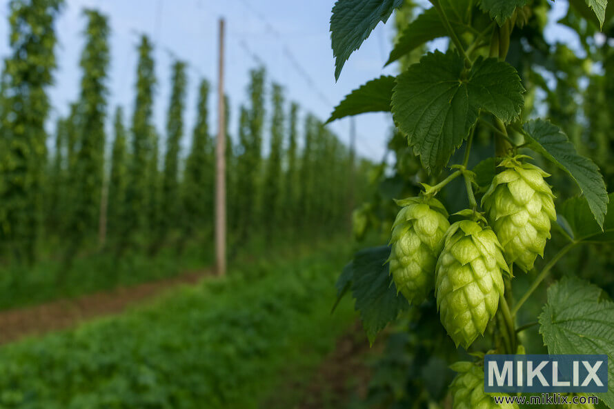 Krupni plan ÄeÅ¡era hmelja Admiral s reÅ¡etkastim poljem hmelja u pozadini