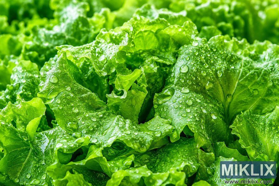 Close-up landscape image of vibrant fresh green lettuce leaves covered in sparkling water droplets, symbolizing hydration, freshness, and healthy natural food. Close-up landscape image of vibrant fresh green lettuce leaves covered in sparkling water droplets, symbolizing hydration, freshness, and healthy natural food.