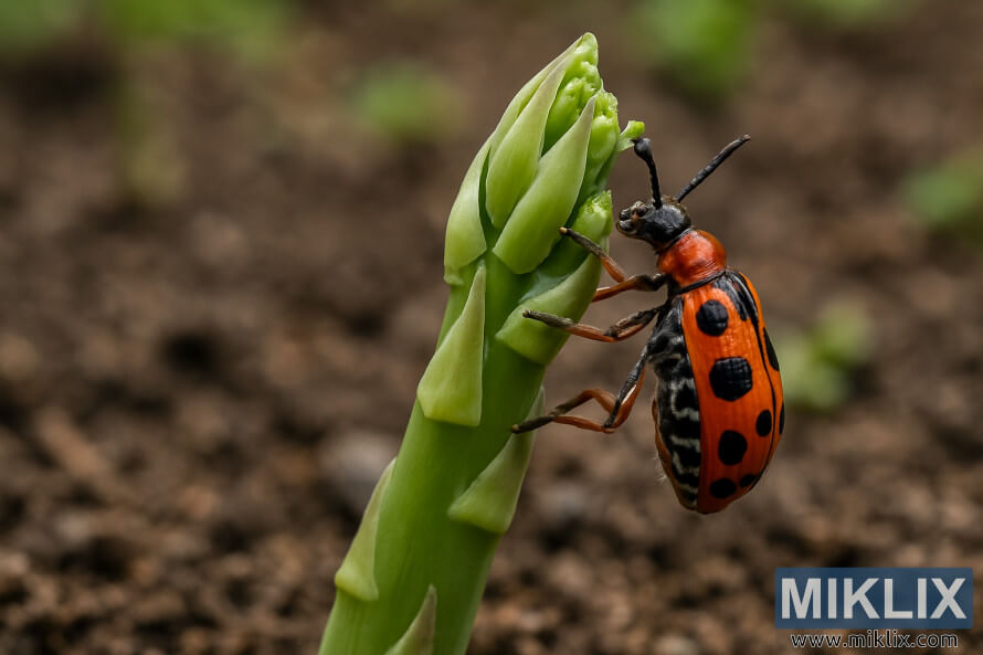 BliÅ¾nji posnetek beluÅ¡evega hroÅ¡Äa, ki se hrani s konico zelenega beluÅ¡evega stebla na vrtni gredici.