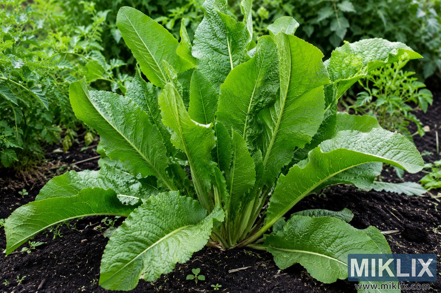 Large green horseradish plant with broad textured leaves growing in rich dark soil in a lush outdoor garden surrounded by dense vegetation.