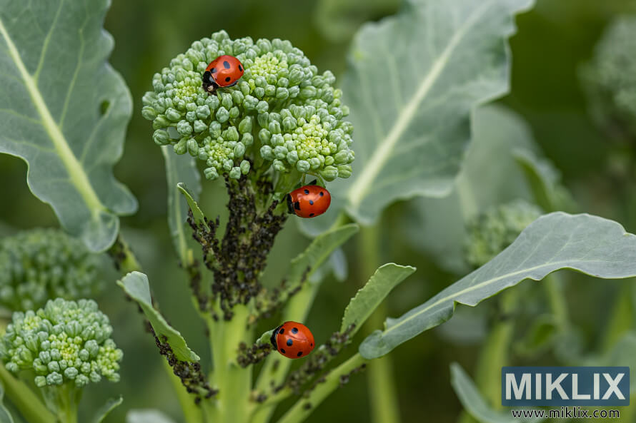 Cáºn cảnh những con bá» rùa Äá» Äang Än rá»p trên má»t bông cải xanh có thân lá trong vưá»n. Cáºn cảnh những con bá» rùa Äá» Äang Än rá»p trên má»t bông cải xanh có thân lá trong vưá»n.