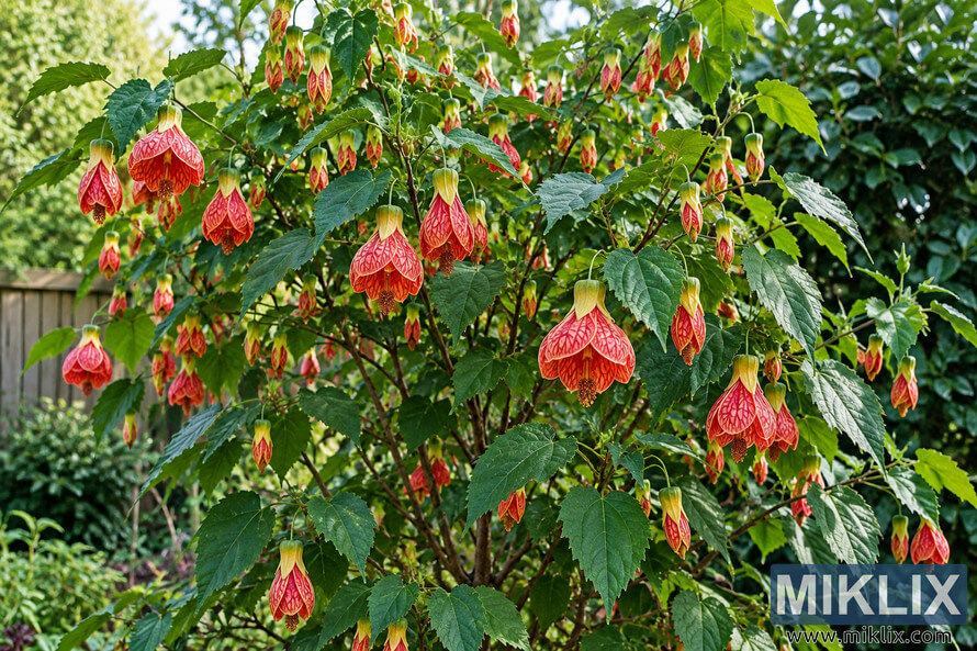 Mature Chinese lantern shrub with red-orange hanging flowers and green leaves in a home garden Mature Chinese lantern shrub with red-orange hanging flowers and green leaves in a home garden