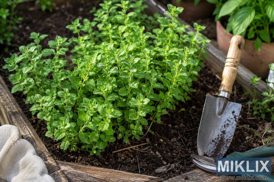 Fresh oregano plants growing in a raised wooden garden bed with dark soil, a hand trowel, pruning shears, and gardening gloves in natural outdoor light. Fresh oregano plants growing in a raised wooden garden bed with dark soil, a hand trowel, pruning shears, and gardening gloves in natural outdoor light.
