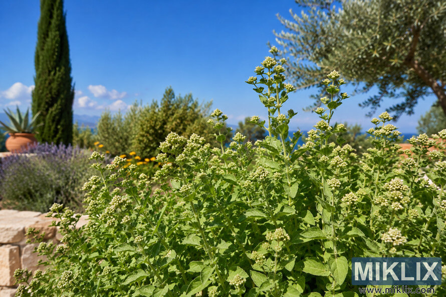 Lush oregano plants growing in a sunlit Mediterranean garden with olive trees, lavender, terracotta accents, and a vibrant blue sky in the background. Lush oregano plants growing in a sunlit Mediterranean garden with olive trees, lavender, terracotta accents, and a vibrant blue sky in the background.