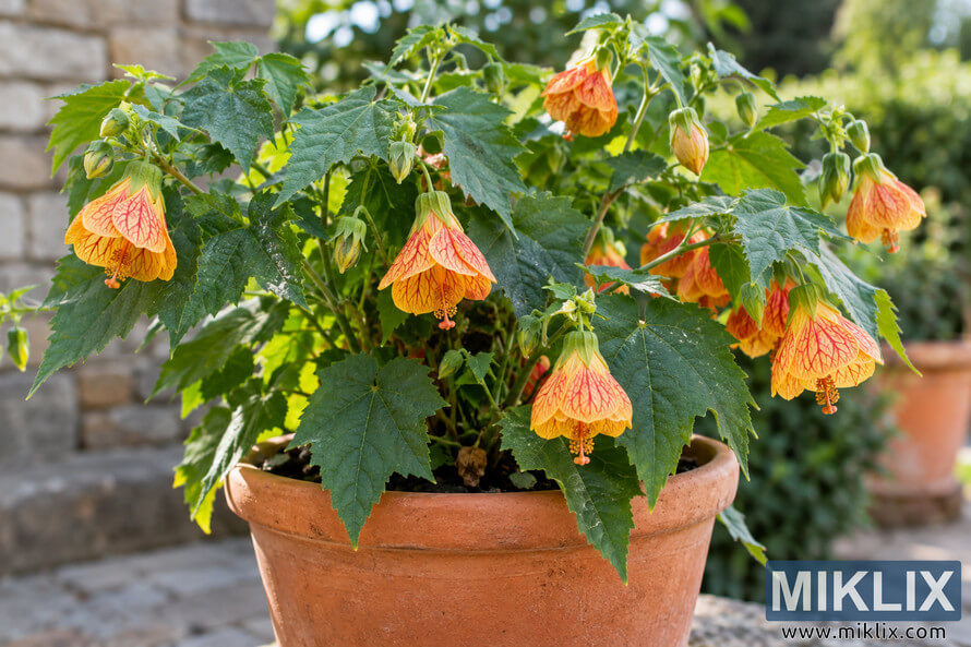 Flowering abutilon pictum with yellow-orange veined blossoms growing in a weathered terracotta pot in a garden. Flowering abutilon pictum with yellow-orange veined blossoms growing in a weathered terracotta pot in a garden.