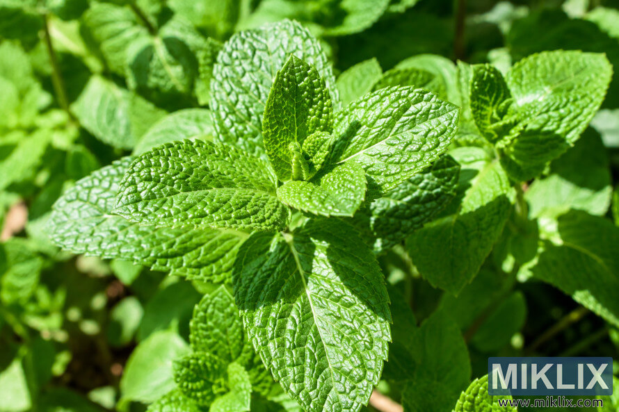 Close-up landscape photograph of fresh mint leaves illuminated by natural sunlight, highlighting vibrant green tones, detailed leaf textures, and crisp botanical patterns against a softly blurred garden background.