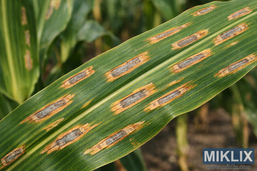Close-up of a corn leaf showing rectangular gray leaf spot lesions with tan centers and yellow halos.