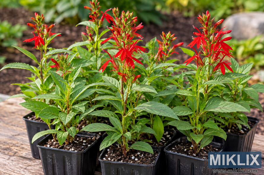 Young cardinal flower plants with vivid red blooms and green serrated leaves growing in black nursery pots on a weathered wooden surface outdoors. Young cardinal flower plants with vivid red blooms and green serrated leaves growing in black nursery pots on a weathered wooden surface outdoors.