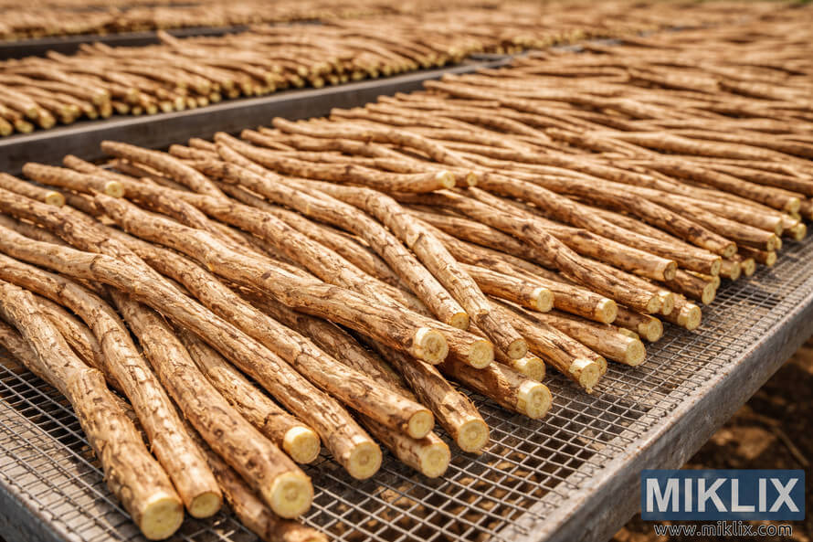 Freshly cleaned licorice roots laid out in rows on metal mesh racks to dry in warm sunlight Freshly cleaned licorice roots laid out in rows on metal mesh racks to dry in warm sunlight