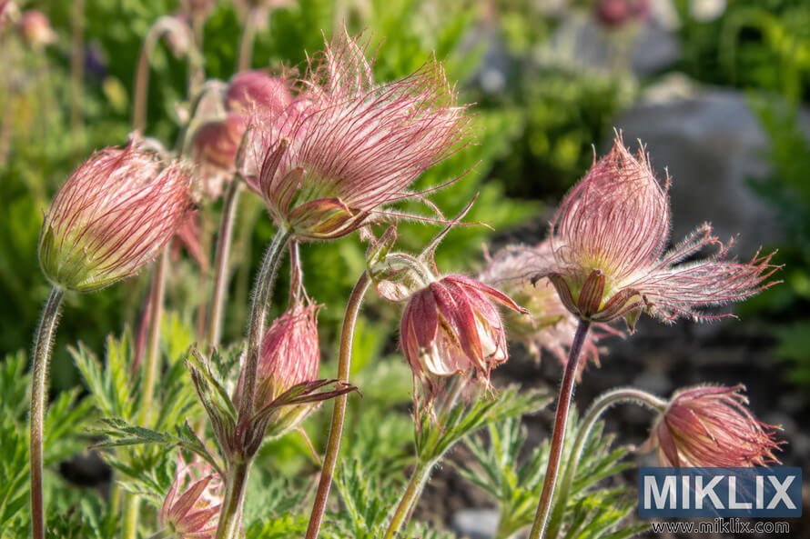 Close-up of pink prairie smoke flowers and feathery seed heads on hairy stems among green garden foliage in bright sunlight. Close-up of pink prairie smoke flowers and feathery seed heads on hairy stems among green garden foliage in bright sunlight.