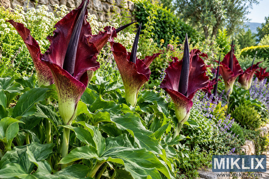 Summer garden border filled with tall burgundy dragon arum flowers, dark purple spadices, lush green foliage, purple blooms and stone edging.