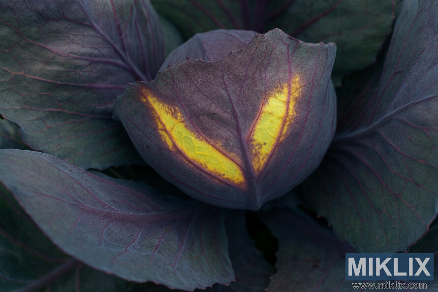 Primer pla d'una fulla de col llombarda que mostra lesions grogues en forma de V que indiquen sÃ­mptomes precoÃ§os de la malaltia