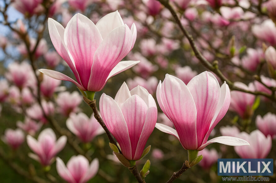 Photo de paysage du magnolia soucoupe avec de grandes fleurs roses et blanches en forme de tulipe sur un ciel bleu doux et des branches. Photo de paysage du magnolia soucoupe avec de grandes fleurs roses et blanches en forme de tulipe sur un ciel bleu doux et des branches.