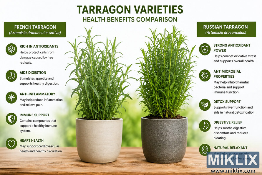 Landscape infographic comparing French tarragon and Russian tarragon plants side by side in ceramic pots, with detailed health benefits listed around each herb on a clean white and green background. Landscape infographic comparing French tarragon and Russian tarragon plants side by side in ceramic pots, with detailed health benefits listed around each herb on a clean white and green background.