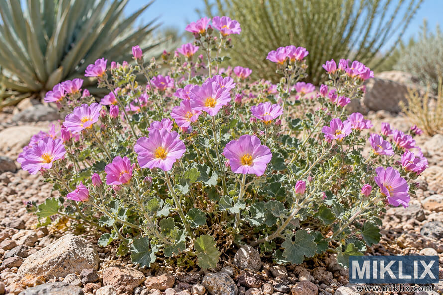 Pink and purple five-petaled desert flowers blooming among gray-green foliage and gravel in a sunny desert garden Pink and purple five-petaled desert flowers blooming among gray-green foliage and gravel in a sunny desert garden