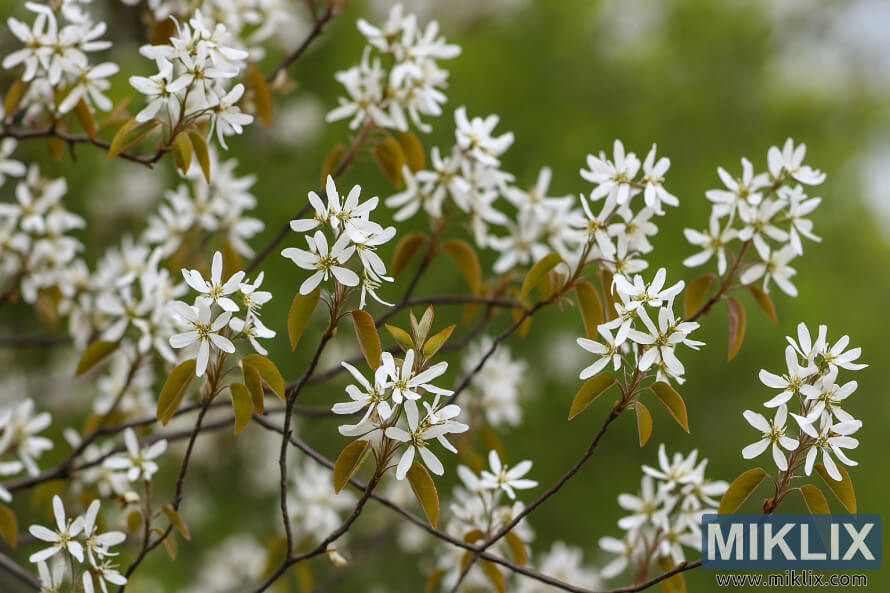 SerpÃ¨s llobosÃ³s amb flors blanques i fulles daurades emergents a la primavera.