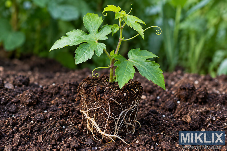 Young green vine seedling with lobed leaves, curling tendrils, and exposed pale roots in a compact soil plug above dark garden soil. Young green vine seedling with lobed leaves, curling tendrils, and exposed pale roots in a compact soil plug above dark garden soil.
