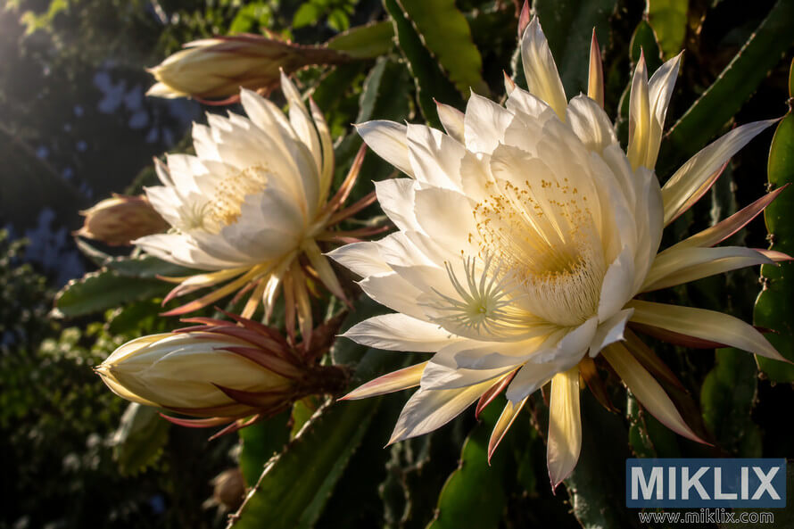 Close-up of creamy-white night-blooming cereus flowers and unopened buds among green cactus stems in warm filtered light. Close-up of creamy-white night-blooming cereus flowers and unopened buds among green cactus stems in warm filtered light.