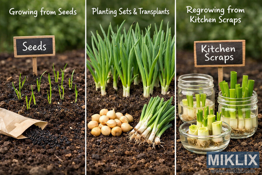 Side-by-side visual guide showing three ways to grow scallions: from seeds in soil, planting sets and transplants, and regrowing scallion scraps in jars of water.