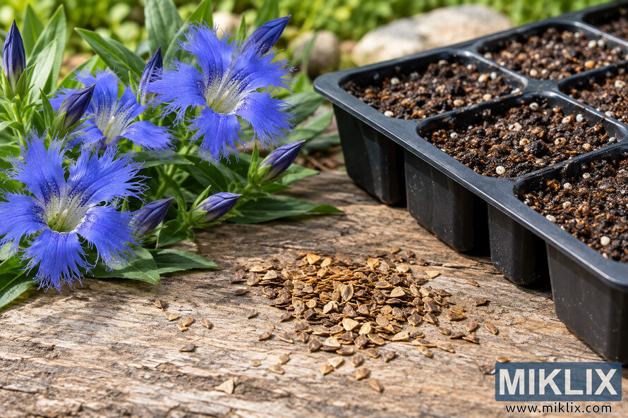 Blue fringed flowers beside a pile of tan seeds and a black sowing tray filled with potting soil on a weathered wooden surface. Blue fringed flowers beside a pile of tan seeds and a black sowing tray filled with potting soil on a weathered wooden surface.