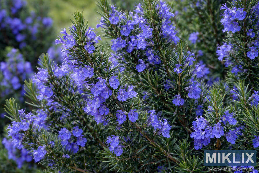 Close-up of Tuscan Blue rosemary with vibrant blue-purple flowers among dark green needle-like leaves.