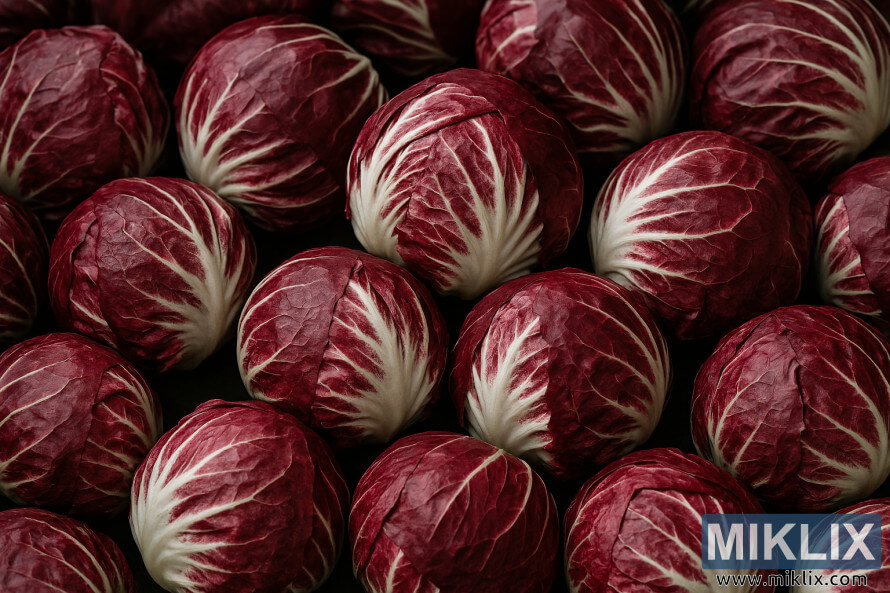 High-resolution photo of round Chioggia radicchio heads with burgundy leaves and white veins