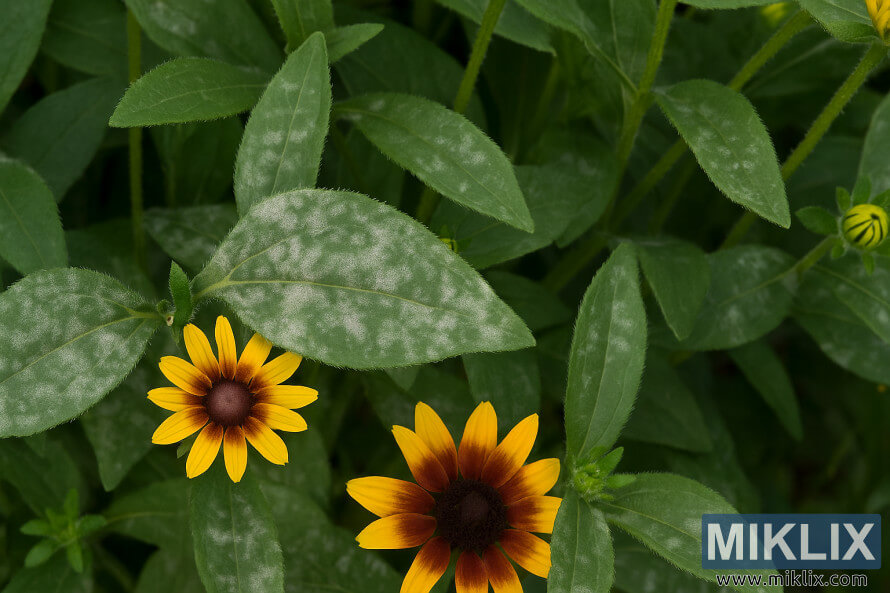 Ù¾Ø§Ø¤ÚØ± Ù¾Ú¾Ù¾Ú¾ÙÙØ¯Û Ú©Û Ø³Ø§ØªÚ¾ بÙÛÚ© آئÛÚ Ø³ÙØ³Ù Ú©Û Ù¾ØªÙÚº کا Ú©ÙÙØ² Ø§Ù¾Ø ÚÙ
کدار Ù¾ÛÙÛ Ù¾Ú¾ÙÙÙÚº Ú©Û Ø³Ø§ØªÚ¾ سبز Ù¾ÙØ¯ÙÚº پر سÙÛØ¯ ÙÙÚ¯Ù Ú©ÙÙ¹ÙÚ¯ دکھا Ø±ÛØ§ ÛÛÛ Ù¾Ø§Ø¤ÚØ± Ù¾Ú¾Ù¾Ú¾ÙÙØ¯Û Ú©Û Ø³Ø§ØªÚ¾ بÙÛÚ© آئÛÚ Ø³ÙØ³Ù Ú©Û Ù¾ØªÙÚº کا Ú©ÙÙØ² Ø§Ù¾Ø ÚÙ
کدار Ù¾ÛÙÛ Ù¾Ú¾ÙÙÙÚº Ú©Û Ø³Ø§ØªÚ¾ سبز Ù¾ÙØ¯ÙÚº پر سÙÛØ¯ ÙÙÚ¯Ù Ú©ÙÙ¹ÙÚ¯ دکھا Ø±ÛØ§ ÛÛÛ