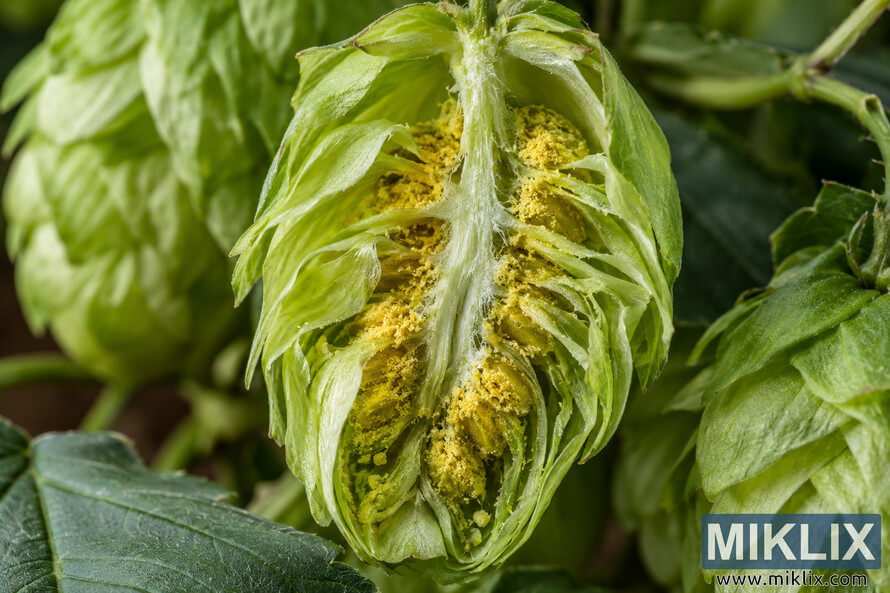 Macro photograph of a split-open green hop cone revealing its layered internal structure, pale central axis, fine plant fibers, and dense golden-yellow lupulin glands, surrounded by softly blurred hop cones and green leaves. Macro photograph of a split-open green hop cone revealing its layered internal structure, pale central axis, fine plant fibers, and dense golden-yellow lupulin glands, surrounded by softly blurred hop cones and green leaves.