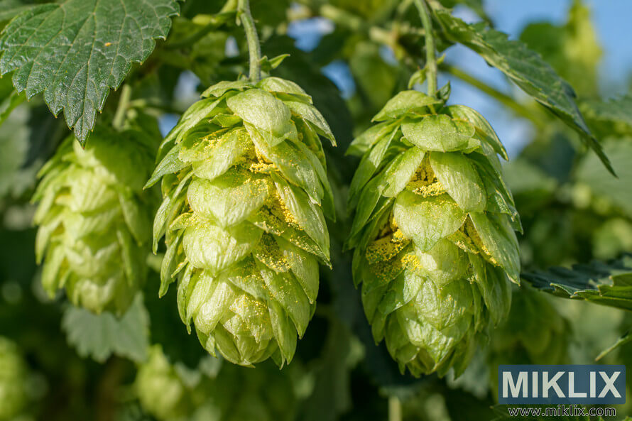 Close-up of mature green hop cones hanging on the plant in sunlight, with golden-yellow lupulin glands clearly visible between the layered bracts.