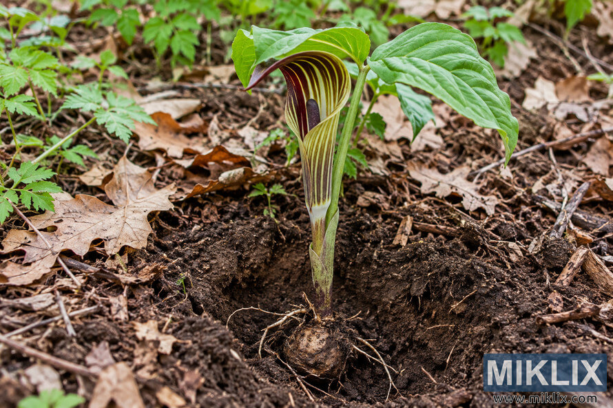 Jack-in-the-pulpit plant with a partly exposed brown corm and roots in loose woodland soil, surrounded by fallen leaves, twigs, and green vegetation. Jack-in-the-pulpit plant with a partly exposed brown corm and roots in loose woodland soil, surrounded by fallen leaves, twigs, and green vegetation.