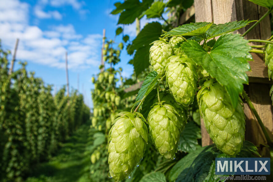 Close-up macro view of fresh green Pride of Kent hop cones covered in morning dew, hanging from lush hop vines on a wooden trellis in a sunlit hop garden under a bright blue sky. Close-up macro view of fresh green Pride of Kent hop cones covered in morning dew, hanging from lush hop vines on a wooden trellis in a sunlit hop garden under a bright blue sky.