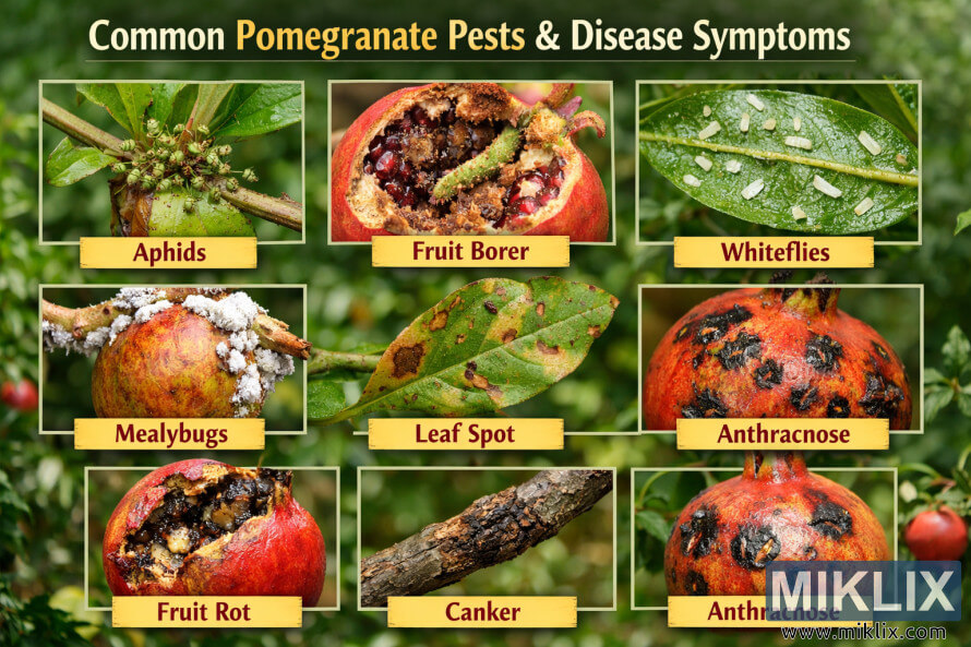 ã¢ãã©ã ã·ãæå®ç©¿å­è«ãã³ãã¸ã©ããã³ãã«ã¤ã¬ã©ã ã·ãæç¹çãç­ç½çãæå®èæçãæ½°ççãªã©ãã¶ã¯ã­ã«ããè¦ãããå®³è«ãçæ°ããããããã¯ã­ã¼ãºã¢ããåçã§ç¤ºããæè²ç¨ç»åã