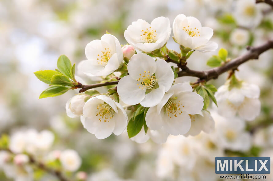 Close-up of white quince flowers blooming on a branch in spring with green leaves and soft blurred background.