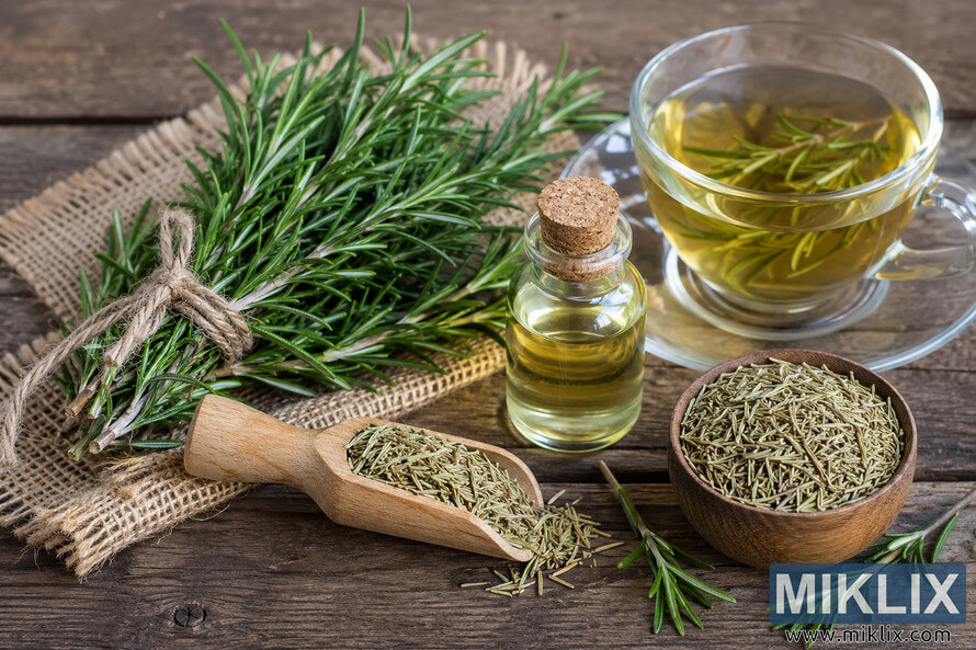A rustic still life showing rosemary in multiple forms, including a bundle of fresh rosemary tied with twine, dried rosemary in a wooden scoop and bowl, a small glass bottle of rosemary essential oil, and a glass cup of rosemary tea on a weathered wooden table with burlap under soft natural light. A rustic still life showing rosemary in multiple forms, including a bundle of fresh rosemary tied with twine, dried rosemary in a wooden scoop and bowl, a small glass bottle of rosemary essential oil, and a glass cup of rosemary tea on a weathered wooden table with burlap under soft natural light.