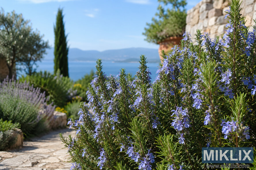 A flowering rosemary plant with delicate blue blossoms grows beside a rustic stone path in a sunlit Mediterranean garden, with cypress trees, lavender, olive trees, and a distant view of blue water and mountains softly blurred in the background. A flowering rosemary plant with delicate blue blossoms grows beside a rustic stone path in a sunlit Mediterranean garden, with cypress trees, lavender, olive trees, and a distant view of blue water and mountains softly blurred in the background.
