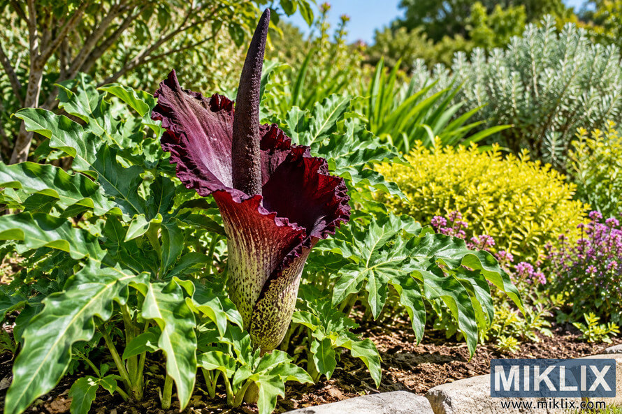 Dark burgundy dragon arum with a tall purple-black spadix among lush green foliage in a brightly sunlit garden bed.