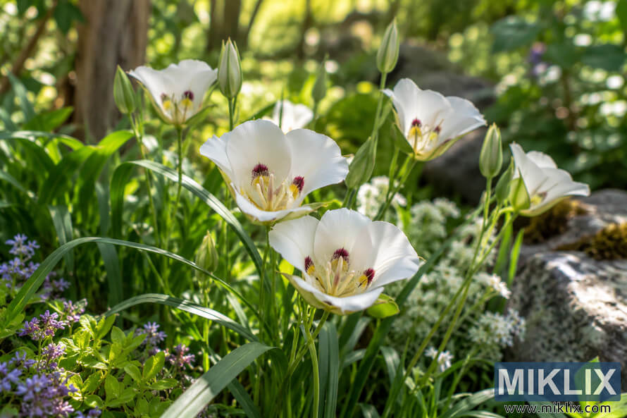White Fairy Lantern flowers and green buds growing among lush foliage and rocks in softly filtered garden sunlight. White Fairy Lantern flowers and green buds growing among lush foliage and rocks in softly filtered garden sunlight.