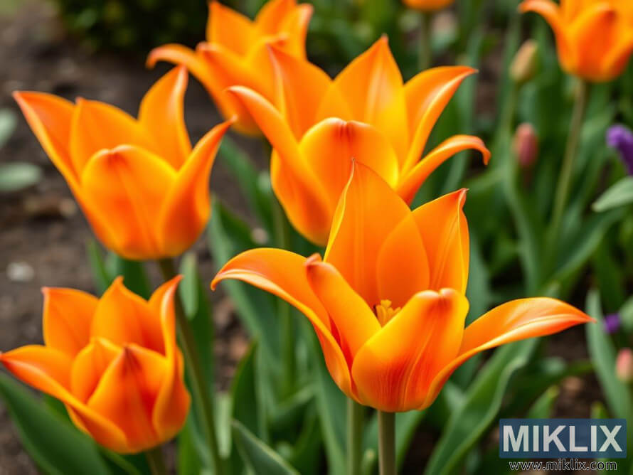 Grappe de tulipes orange vif avec des pÃ©tales pointus dans un jardin printanier animÃ©.