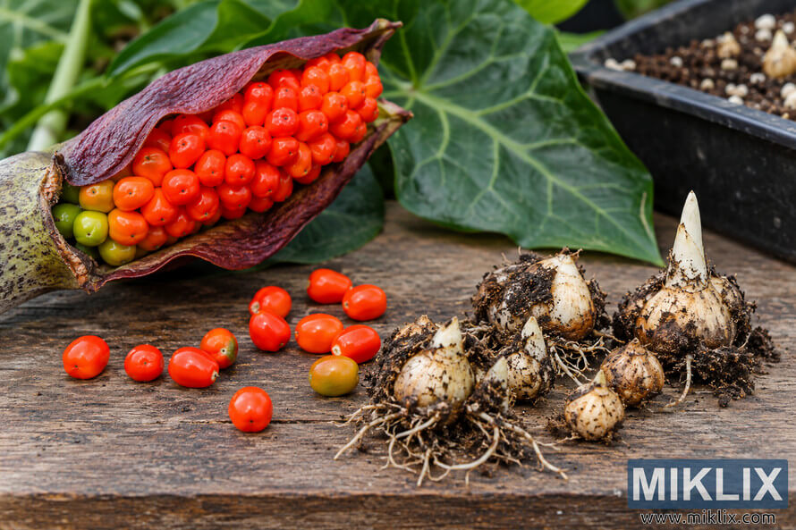 Close-up of red-orange berries and scattered seeds beside small soil-covered plant offsets with roots and pale shoots on a wooden surface.