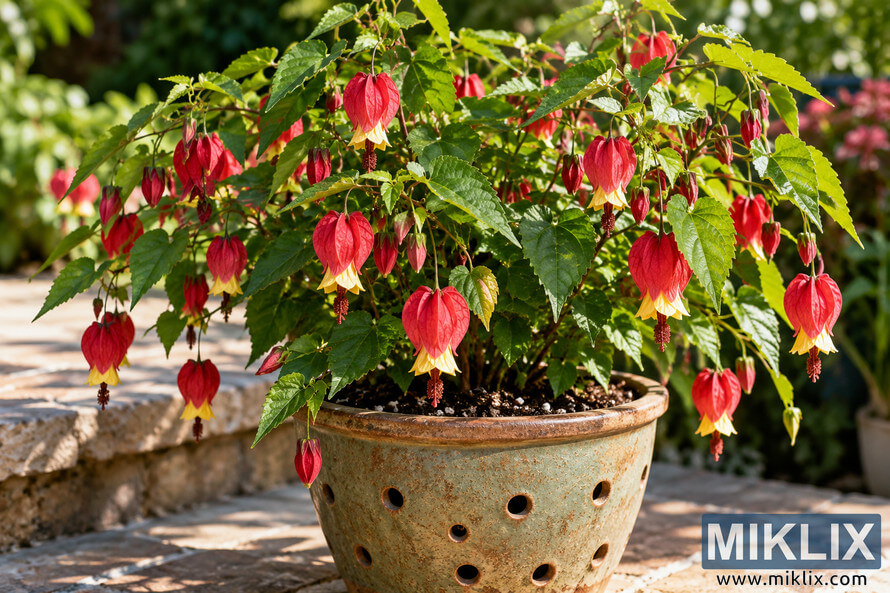 Lush fairy lantern plant with red-and-yellow hanging flowers growing in a weathered ceramic container with visible drainage holes on a sunny garden terrace. Lush fairy lantern plant with red-and-yellow hanging flowers growing in a weathered ceramic container with visible drainage holes on a sunny garden terrace.