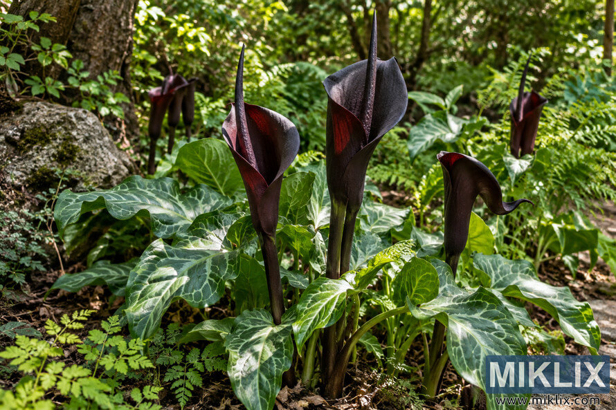 Dark maroon-black arum-like flowers rising among patterned green leaves, ferns, rocks and leaf litter in a shaded woodland garden. Dark maroon-black arum-like flowers rising among patterned green leaves, ferns, rocks and leaf litter in a shaded woodland garden.