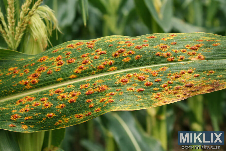 Close-up of a green corn leaf covered with orange-brown pustules caused by common rust disease.