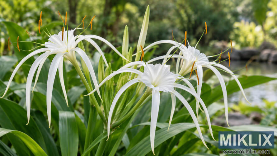 Close-up of white Hymenocallis flowers with long narrow petals, orange anthers, green buds, and lush foliage in a softly blurred garden setting.