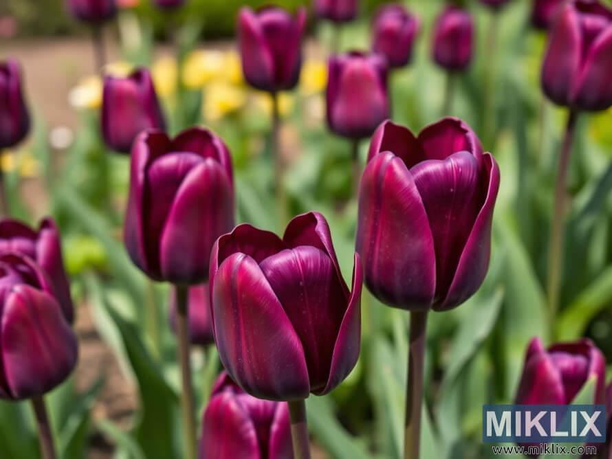 Grappe de tulipes violet foncÃ© avec des pÃ©tales brillants dans un jardin printanier animÃ©.